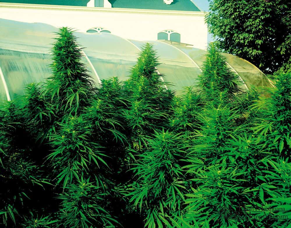marihuana-autofloreciente-exterior